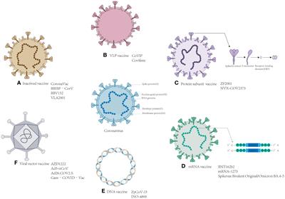Analysis of the protective efficacy of approved COVID-19 vaccines against Omicron variants and the prospects for universal vaccines